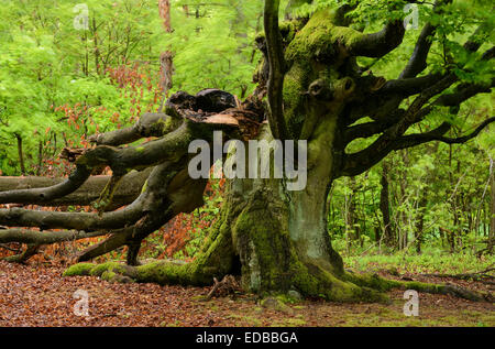 Vecchio faggio (Fagus sylvatica), Hallohwald, Kellerwald-Edersee National Park, Hesse, Germania Foto Stock