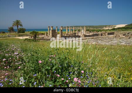 Le rovine romane di Baelo Claudia vicino a Bolonia, Costa de la Luz, Andalusia, Spagna Foto Stock