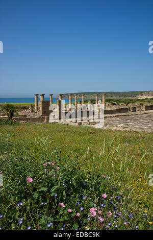 Le rovine romane di Baelo Claudia vicino a Bolonia, Costa de la Luz, Andalusia, Spagna Foto Stock