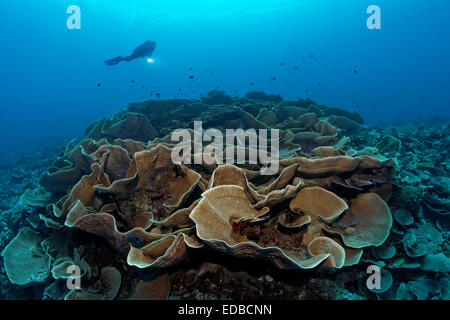 I subacquei guardando la lattuga coral (Turbinaria mesenterina), la Grande Barriera Corallina, Pacifico, Australia Foto Stock