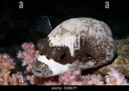 Puffer mascherato (Arothron diadematus), riposo durante la notte su terreni sassosi corallo, la Grande Barriera Corallina, Pacifico, Australia Foto Stock