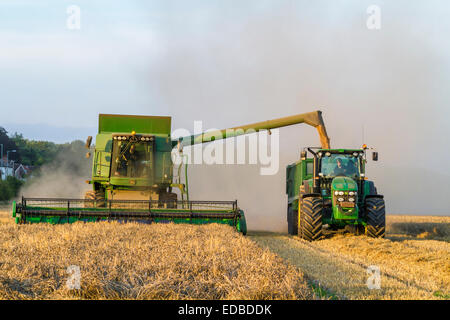 Il trasferimento del grano di una mietitrebbia in un trattore e rimorchio, Burton Joyce, Nottinghamshire, England, Regno Unito Foto Stock