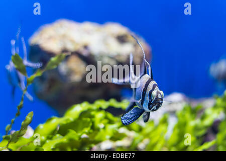 Banggai cardinalfish (Pterapogon kauderni) all'acquario in ZSL London Zoo Foto Stock