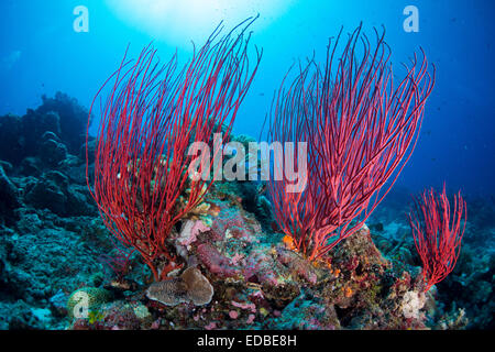 Mar Rosso Whip (Ellisella ceratophyta), Palau Foto Stock