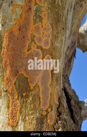 Crosta rugosa di fungo - Phlebia radiata su albero morto Foto Stock