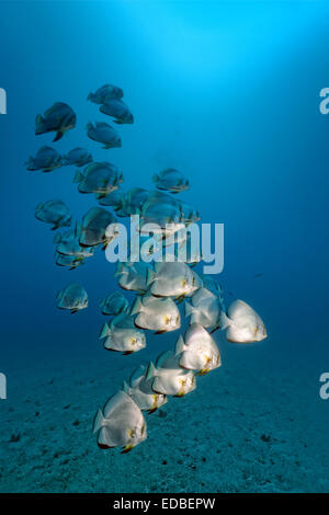 Sciame di Longfin (Batfish Platax teira), la Grande Barriera Corallina, Pacifico, Australia Foto Stock