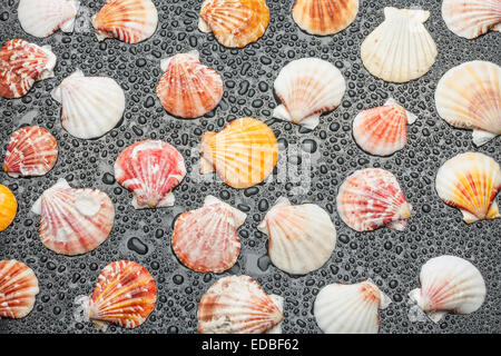 Sfondo nero con conchiglie e gocce di acqua Foto Stock