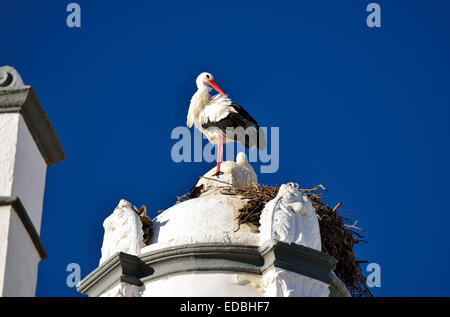 Portogallo Faro: Stork nido di cicogna bianca (Ciconia ciconia) sulla parte superiore della cappella Pé da Cruz Foto Stock