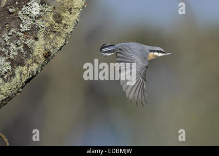 Picchio muratore - Sitta europaea. Foto Stock