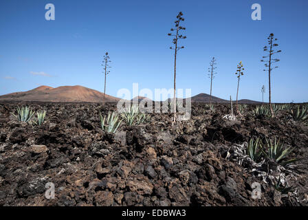 Agavi (agave) nel campo di lava vicino a Mancha Blanca, Lanzarote, Isole Canarie, Spagna Foto Stock