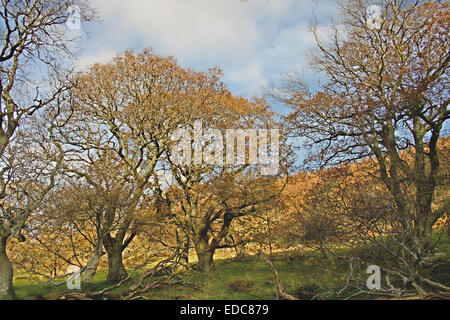 Immagini HDR di inverno alberi Foto Stock