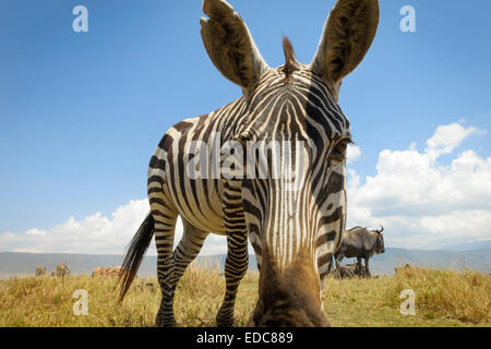 Le pianure Zebra (Equus quagga) pascolano sulla pianura nel cratere Ngorongor, da groundlevel, vicino fino alla ricerca nella fotocamera, Ng Foto Stock