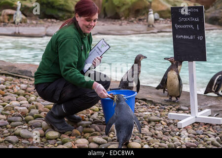 Londra, Regno Unito. Gen 5, 2015. Lo Zoo di Londra (ZSL) animale annuale constatazione Credito: Guy Corbishley/Alamy Live News Foto Stock