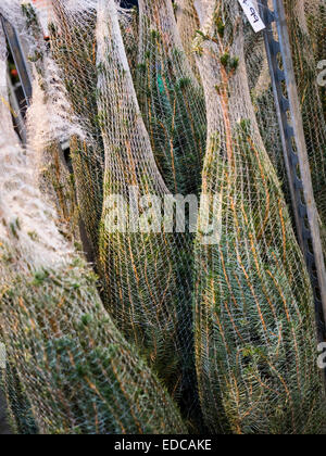 Alberi di Natale avvolti in netting Bakewell town nel Derbyshire Inghilterra Foto Stock