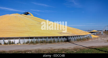 Convogliatore di trasporto la deposizione di mais sgranato " Zea mays " nel bunker di storage. Foto Stock