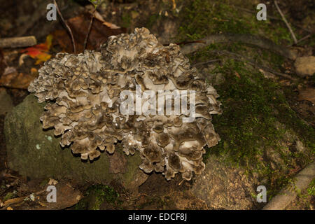 Un Maitake, o la gallina di boschi di funghi, crescendo alla base di una grande quercia. Foto Stock