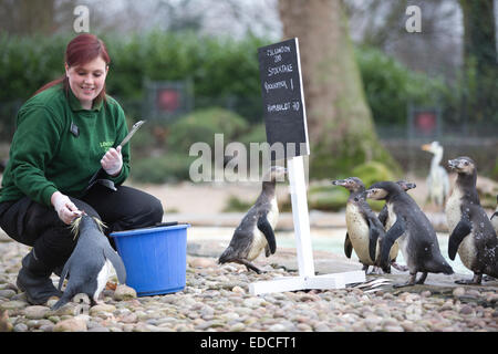 Londra, Regno Unito. 5 gennaio 2015. I pinguini linea fino a essere conteggiato al ZSL London Zoo constatazione annuale 2015 Credit: Jeff Gilbert/Alamy Live News Foto Stock