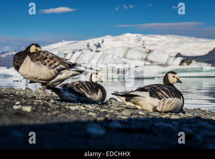 Oche facciabianca (Branta leucopsis) dalla laguna glaciale, Jokulsarlon, Islanda Foto Stock