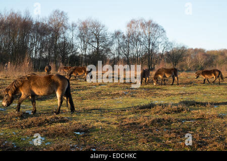 Il pascolo Exmoor Pony in Sutton Park su un soleggiato dicembre pomeriggio Sutton Coldfield West Midlands Foto Stock