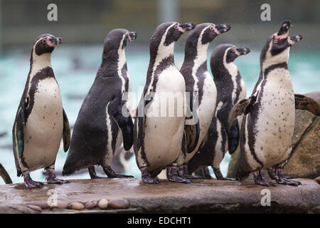 Londra, Regno Unito. 5 gennaio 2015. I pinguini linea fino a essere conteggiato al ZSL London Zoo constatazione annuale 2015 Credit: Jeff Gilbert/Alamy Live News Foto Stock