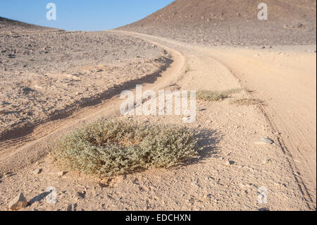 In un pneumatico di un veicolo le vie passando attraverso una desolata arido deserto roccioso paesaggio con impianto di bush Foto Stock