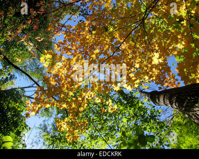 Inquadratura dal basso del cambiamento di stagione dall'estate all'autunno in un parco canadese Foto Stock