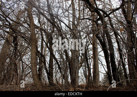 Dettagli fotografici di aggrovigliate rami di alberi in una foresta misteriosa durante il periodo invernale Foto Stock