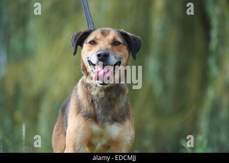 Cane al guinzaglio Foto Stock