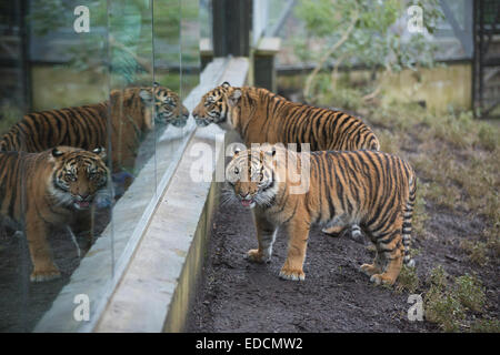 Londra, Regno Unito. 5 gennaio 2015. Giovani tigri di Sumatra a piedi intorno al suo involucro mentre contate al ZSL London Zoo constatazione annuale 2015 Credit: Jeff Gilbert/Alamy Live News Foto Stock