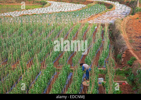 Donna cinese lavorando su Piselli (Pisum sativum) in terreni agricoli, nella provincia dello Yunnan in Cina Foto Stock