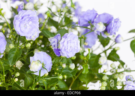 Campanula terry con fiori blu close up Foto Stock