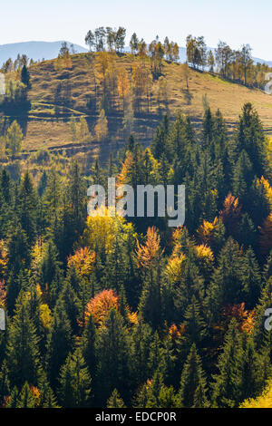 Autunno paesaggio forestale nel villaggio di Pestera,Romania Foto Stock