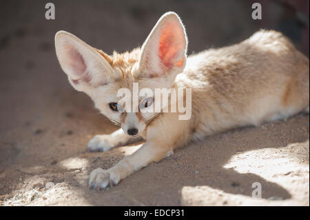 Vista dettagliata del deserto fennec fox Vulpes vulpes zerda in cattività sdraiato Foto Stock