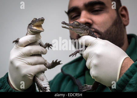 Londra, Regno Unito. Gen 5, 2015. Lo Zoo di Londra (ZSL) animale annuale constatazione Credito: Guy Corbishley/Alamy Live News Foto Stock