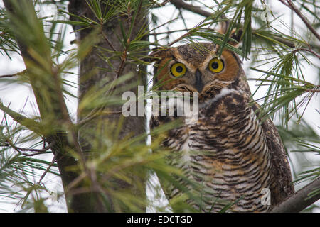 Grande Gufo cornuto in un albero di pino. Foto Stock