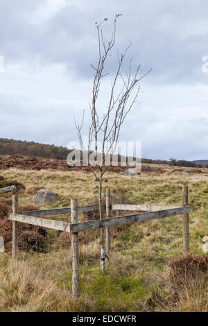 Piantate alberello o albero giovane racchiuso da una griglia di protezione sulla brughiera, Derbyshire, Parco Nazionale di Peak District, England, Regno Unito Foto Stock