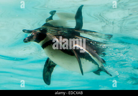 Londra, Regno Unito. Gen 5, 2015. Un pinguino di Humboldt nuota durante la ZSL London Zoo annuali di constatazione di animali a Londra, UK, il 5 gennaio 2015. Lo zoo di constatazione annua richiede i detentori per verificare i numeri di ciascuna di oltre 750 specie di animali che vivono nel giardino zoologico. Credito: Han Yan/Xinhua/Alamy Live News Foto Stock