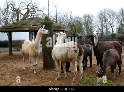 Londra, Regno Unito. Gen 5, 2015. Un custode dello zoo alimenta llama durante la ZSL London Zoo annuali di constatazione di animali a Londra, UK, il 5 gennaio 2015. Lo zoo di constatazione annua richiede i detentori per verificare i numeri di ciascuna di oltre 750 specie di animali che vivono nel giardino zoologico. Credito: Han Yan/Xinhua/Alamy Live News Foto Stock