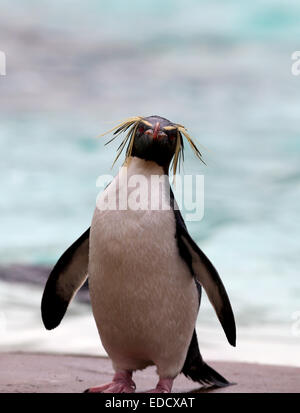 Londra, Regno Unito. Gen 5, 2015. Un pinguino saltaroccia sorge da un laghetto durante la ZSL London Zoo annuali di constatazione di animali a Londra, UK, il 5 gennaio 2015. Lo zoo di constatazione annua richiede i detentori per verificare i numeri di ciascuna di oltre 750 specie di animali che vivono nel giardino zoologico. Credito: Han Yan/Xinhua/Alamy Live News Foto Stock