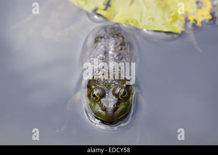 Una rana di palude galleggiante in acqua sotto un lillypad. Foto Stock