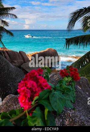 Fiori di colore rosa su Seychelles, isola di La Digue. Foto Stock