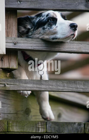 Corgi cane pigro Foto Stock