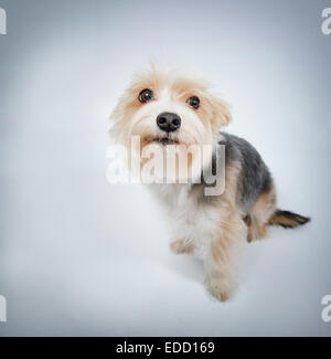 Mi dispiace, bel cane chiedere perdono vista superiore Foto Stock