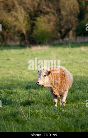 Bull nel campo Foto Stock