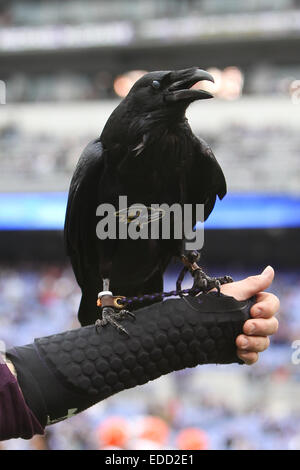 Baltimore, Maryland, Stati Uniti d'America. 28 dic 2014. Baltimore Ravens mascotte "l'aumento" prima che la partita contro i Cleveland Browns su dicembre 28, 2014 a M&T Bank Stadium. © Debby Wong/ZUMA filo/Alamy Live News Foto Stock