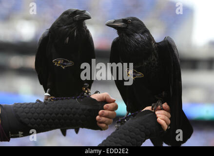 Baltimore, Maryland, Stati Uniti d'America. 28 dic 2014. Baltimore Ravens mascotte "l'aumento" (L) e "conquistare" prima che la partita contro i Cleveland Browns su dicembre 28, 2014 a M&T Bank Stadium. © Debby Wong/ZUMA filo/Alamy Live News Foto Stock