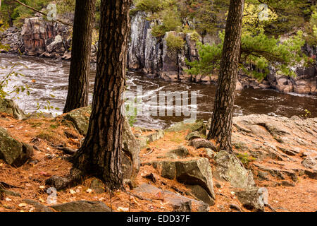Alberi lungo il St. Croix River. Foto Stock