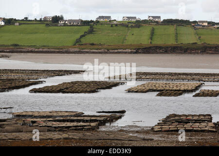 L'allevamento delle ostriche in Loughros baia vicino a Ardara, County Donegal, Irlanda Foto Stock