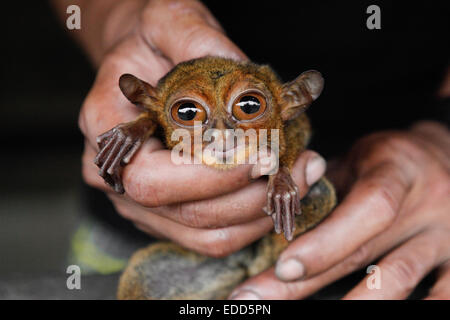 Un uomo detiene un tarsio borneano (Tarsius bancanus borneanus) che è stato portato a casa dopo essere stato trovato morire nella vicina foresta. Foto Stock