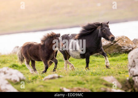 Miniatura pony Shetland Pinto mare puledro trotto prato Unst Shetland Foto Stock